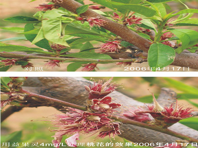 嘉兴噻苯隆介绍叶面肥什么时候使用较好